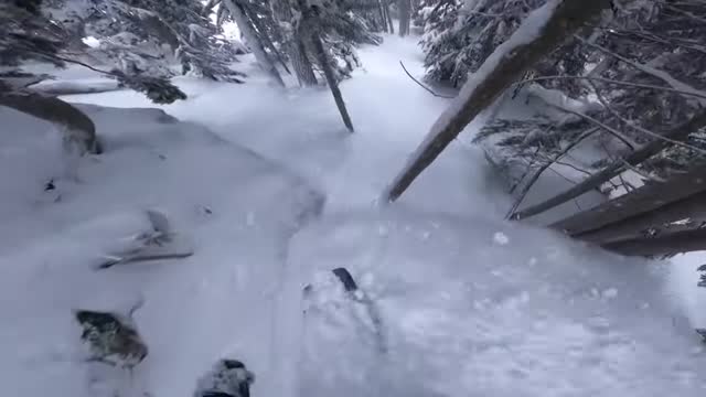Tight Trees and Fresh Powder at grouse mountain